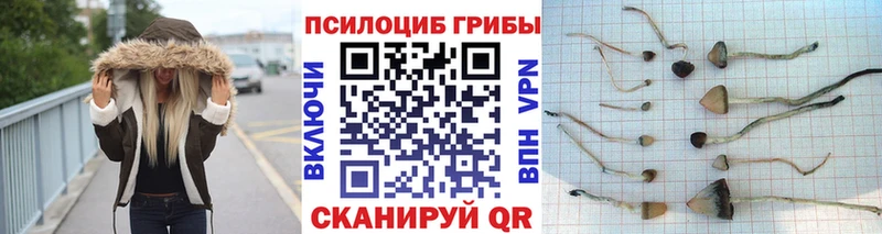 цена   Старая Русса  Галлюциногенные грибы GOLDEN TEACHER 